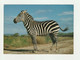 ZEBRE DE GRANT EQUUS QUAGGA BOHMI Carte Postale RESERVE AFRICAINE DE SIGEAN - Zebra's