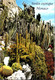 (2 M 28) (M+S) Jardin Exotique De Monaco (plante Grasse Et Cactus) - Cactusses