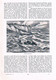 A102 1326 Rügen Nationalpark Jasmund Stubbenkammer Artikel / Bilder 1905 !! - Autres & Non Classés