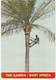 The Gambia - West Africa - Climbing The Palm Tree - (1989) - Gambie