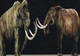 A22170 - Mammoths Prehistory Post Card Unused - Histoire