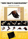 BIRDLIFE ON STAMPS- Ebook-(PDF)-DIGITAL-326 FULLY COLORED-A4-SIZE-ILLUSTRATED BOOK-ISBN-978-93-5659-173-8-EB-01 - Libri Sulle Collezioni