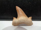 Shark Fossil Tooth. Extint Mackerel Shark. Cretolamna Biauriculata. Age: Cretaceous. Morocco. - Fossils