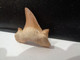 Shark Fossil Tooth. Extint Mackerel Shark. Cretolamna Biauriculata. Age: Cretaceous. Morocco. - Fossilien