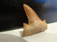 Shark Fossil Tooth. Extint Mackerel Shark. Cretolamna Biauriculata. Age: Cretaceous. Morocco. - Fossilien