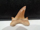 Delcampe - Shark Fossil Tooth. Extint Mackerel Shark. Cretolamna Biauriculata. Age: Cretaceous. Morocco. - Fossiles