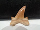 Delcampe - Shark Fossil Tooth. Extint Mackerel Shark. Cretolamna Biauriculata. Age: Cretaceous. Morocco. - Fossils