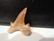 Delcampe - Shark Fossil Tooth. Extint Mackerel Shark. Cretolamna Biauriculata. Age: Cretaceous. Morocco. - Fossiles