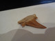 Delcampe - Shark Fossil Tooth. Extint Mackerel Shark. Cretolamna Biauriculata. Age: Cretaceous. Morocco. - Fósiles
