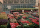 CPM - AALSMEER - Centrale Aalsmeerse Veiling - Halles échantillonnage Des Plantes En Pots ... LOT 3 CP à Saisir - Aalsmeer