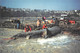 CANCALE  -  Un Requin Pélerin De 8.7m Pesant Près De 4 Tonnes échoué Le 9 Mars 1997 à L'intérieur Des Parcs à Huitres - Cancale