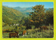 15 Vallée De St Projet Vers Mauriac N°43 Monts Du Cantal VOIR DOS Postée à PLEAUX En 1974 Beau Troupeau De Vaches - Mauriac