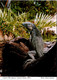 (3 M 25) B.W.I - Cayman Island - Blue Iguana - Caimán (Islas)