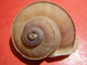 Rare Escargot Terrestre Tropidophora Cuvieirana Diego-suarez - Coquillages