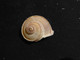 Rare Lot De 20 Escargots Terrestre Tropidophora Cuvieirana Diego-suarez 42/50 Mm - Coquillages