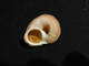 Rare Lot De 20 Escargots Terrestre Tropidophora Cuvieirana Diego-suarez 42/50 Mm - Coquillages