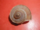 Delcampe - Rare Lot De 20 Escargots Terrestre Tropidophora Cuvieirana Diego-suarez 42/50 Mm - Coquillages