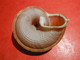 Delcampe - Rare Lot De 20 Escargots Terrestre Tropidophora Cuvieirana Diego-suarez 42/50 Mm - Coquillages