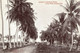 British Guiana, Guyana, GEORGETOWN, Avenue Of Cocoanut Palms To Sea Wall (1910s) - Guyana (ehemals Britisch-Guayana)