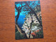 HA4641 Italien 1985 AK Von Positano - 1981-90: Storia Postale