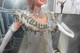 Delcampe - Barbie Audrey Hepburn As Eliza Doolittle In My Fair Lady 1995 Robe De Bal Ball Gown - Barbie