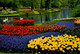 HOLLAND In Bloementooi - Lisse