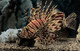 Monaco (Aquarium) - Pterois Volitans - Oceanografisch Museum