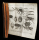 [ZOOLOGIE ENTOMOLOGIE PAPILLONS ABEILLES ORNITHOLOGIE] PLUCHE - Le Spectacle De La Nature. - 1701-1800