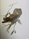 Delcampe - Lansdowne's Birds Of The Forest. Birds Of The Eastern Forest ( Volume 1 & 2 ) And Birds Of The Northern Forest - Animals