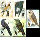 1983 Sao Tome Bird,Vögel,Oiseau,Aves,Ucelli,Owl,Cuckoo,Dove,Oriole,21 Maxi Cards - Coucous, Touracos