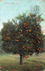 CPA ETATS UNIS - Arizona - A Navel Orange Tree  - Oblitéré A Phoenix En 1908 - Otros & Sin Clasificación