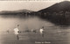 C978) Schwäne Am ATTERSEE - SChwan Familie ALT ! - Attersee-Orte