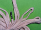 Delcampe - Lot 4 Anciens LACETS Rose TRES TRES Long - Mercerie NEUF De STOCK - Prix GOULET TURPIN Reims - Vers 1950 - Laces & Cloth