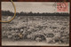 1904 Cpa Ak En Beauce Parc à Moutons Agneaux élevage Berger - Allevamenti