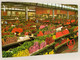 CPM - PAYS-BAS - AALSMEER - Cutflower Section United Markets Aalsmeer - Snijbloemenafdeling Der Verenigde Bloemenveiling - Aalsmeer