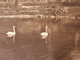 Allemagne 1915. Carte Postales De Franchise Militaire, Cygnes De Mönchengladbach, Münsterkirche Et Geroweiher - Schwäne