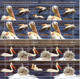 ROMANIA 2022:  BIRDS - PELICANS 4 Used Small Sheets - Registered Shipping! - Gebraucht