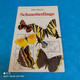 Allan Watson - Schmetterlinge - Animales