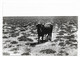 C.P.S.M. -- EN CAMARGUE -- Taureau De Course -- CAMARGUE -- Real-Photo - Taureaux