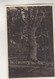 C1909) LAUTERBACH H. - HAINIG - Tolle Alte Ansicht Mit Baum Usw. TOP - Lauterbach