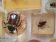 Delcampe - Résine Inclusion 10 Insecte Amphibien La Grande Fait 5,5x6x12cm Boule Pendentif. - Sonstige & Ohne Zuordnung