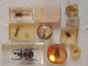 Delcampe - Résine Inclusion 10 Insecte Amphibien La Grande Fait 5,5x6x12cm Boule Pendentif. - Other & Unclassified