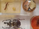 Delcampe - Résine Inclusion 10 Insecte Amphibien La Grande Fait 5,5x6x12cm Boule Pendentif. - Other & Unclassified