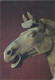 Fine Arts Postcard East Asian Museum Detail Of Horse Head Qin Shihuangs Shaanxi Provinsmuseum Xian - Sculptures