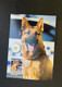 (1 N 54) 2019 Australian National Police Remembrance Coin On Police Dog Maxicard (10 June 2008) - 2 Dollars