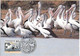 Australia - Postal Stationery And Maximumcard   1994 - Australian Pelican  -  Pelecanus Conspicillatus - Pelikanen