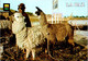 (2 N 20) Bolivia (posted To France) La Paz (Llama & Alpaca) - Bolivie