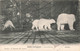 CPA Anvers - Jardin Zoologique - Ours Blancs - Hermans Edition - Antwerpen