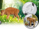 NIUE 1 $ 2014 PROOF 999 SILVER FOREST BABIES WILDLIFE EUROPEAN BISON BISONTE PESO 17,50g TITOLO 0,999 CONSERVAZIONE FOND - Niue