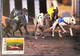 MACAU - 1990  GAMES WITH ANIMALS ISSUE SET OF 4 MAX CARD (CANCEL - FIRST DAY) - Cartoline Maximum